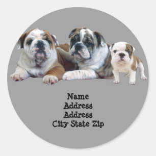 Étiquette de adresse de trio de bouledogue