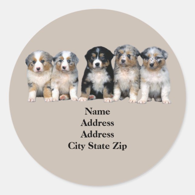 Étiquette de adresse des chiots australiens (Devant)