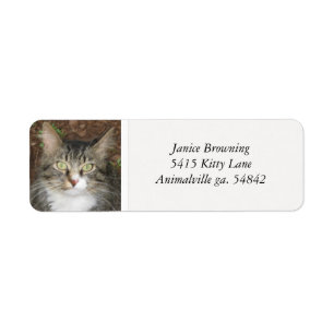 Étiquette de adresse Kitty Cat