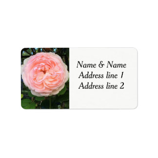 Étiquette de adresse rose