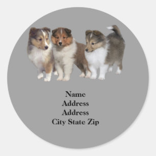 Étiquette de adresse Sheltie