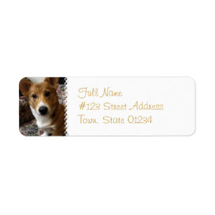 Étiquette de l'adresse de retour du chien de Pembr