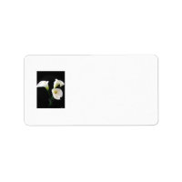 Elégante Calla Lily Fleurs 12