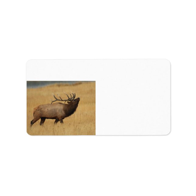 Étiquette Elk taureau avec tête arrière (Devant)