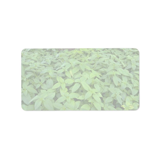 Étiquette feuilles Abstraits de menthe sauvage (Devant)