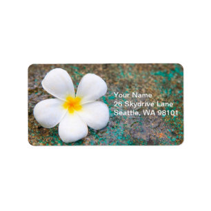 Étiquette Fleur de Plumeria Blanche Tropicale Frangipani