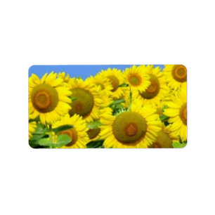 Étiquette Gisements de tournesol