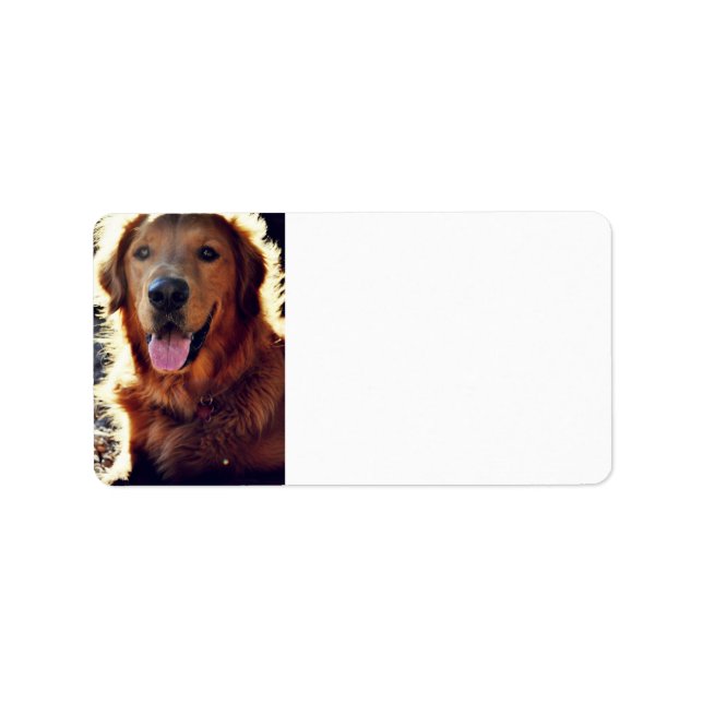 Étiquette Golden Retriever (Devant)