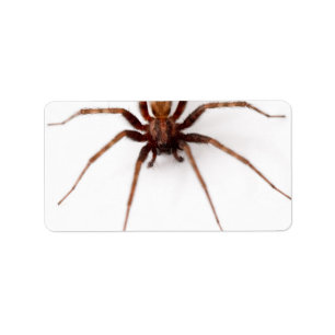 Étiquette Grande araignée effrayante