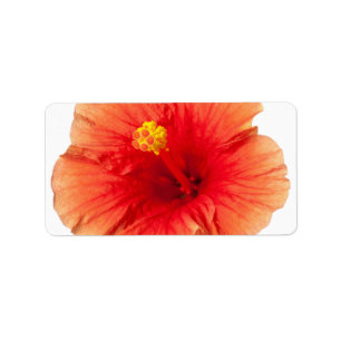 Étiquette Hawaïen tropical de fleur de ketmie de jaune