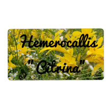ÉTIQUETTE HEMÉROCALLIS CITRINA