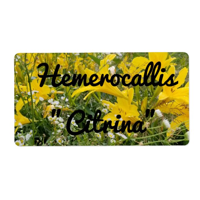 ÉTIQUETTE HEMÉROCALLIS CITRINA (Devant)