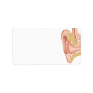 Étiquette humain de blanc d'anatomie d'oreille
