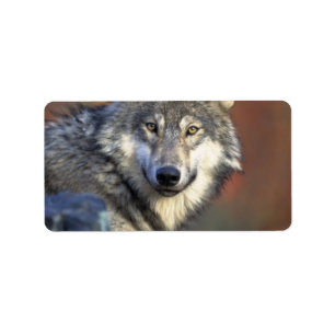 Étiquette Loup gris et blanc
