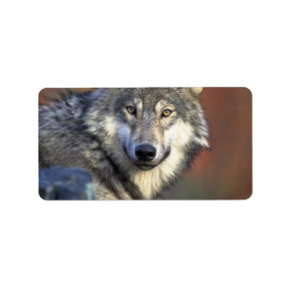 Étiquette Loup gris et blanc
