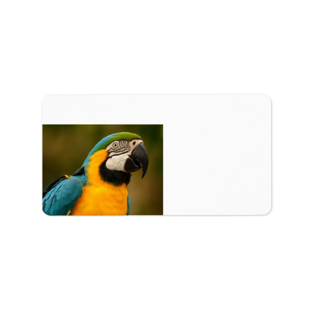 Étiquette macaw bleu et or (Devant)