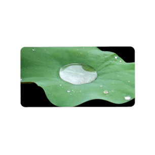 Étiquette Morning Dew sur Lilypad