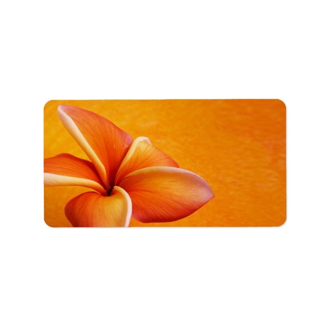 Étiquette Orange Plumeria Jaune Fleur Orange Arrière - plan (Devant)