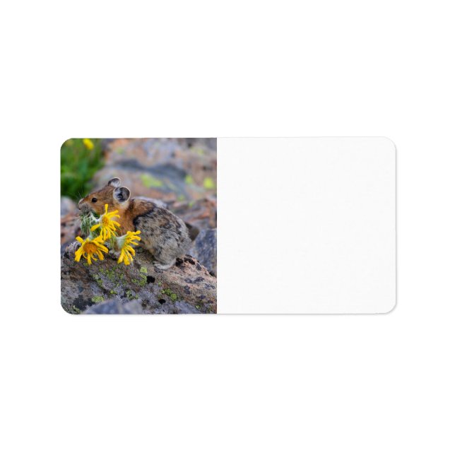 Étiquette pika (Devant)