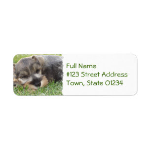 Étiquette postale de chien de Schnauzer de sommei