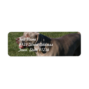 Étiquette postale espiègle de chien de Weimarane
