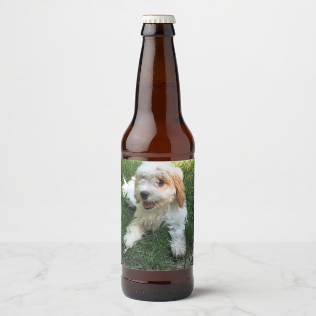 Étiquette Pour Bouteilles De Bière Photo Cavachon customisée, Chien (Devant)