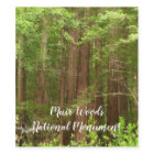 Les séquoias au monument national de Muir Woods