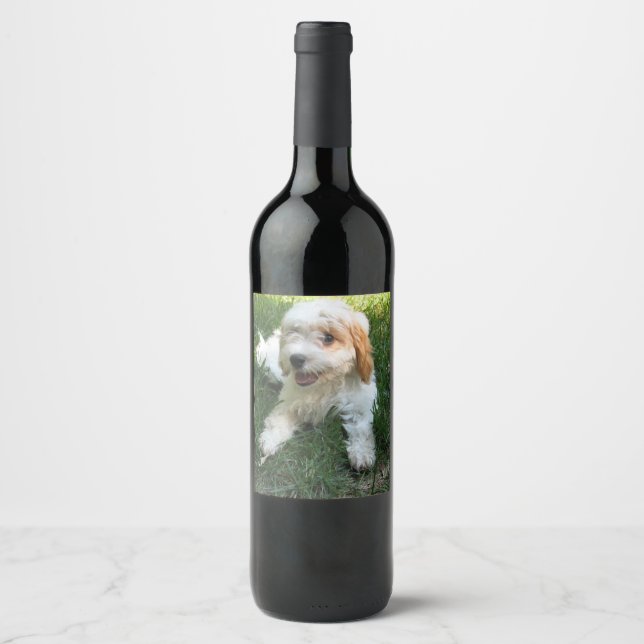 Étiquette Pour Bouteilles De Vin Photo Cavachon customisée, Chien (Devant)