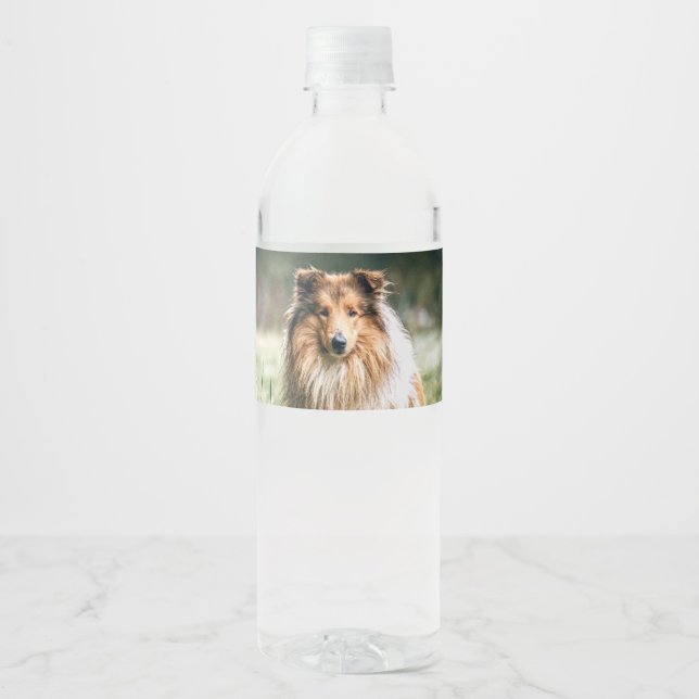 Étiquette Pour Bouteilles D'eau Collie dans le Comté de Rough (Devant)