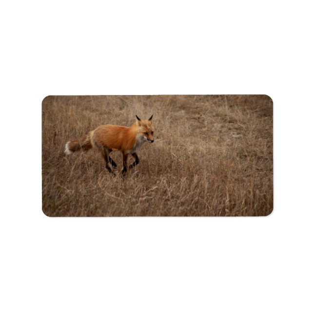 Étiquette Renard sur la course (Devant)