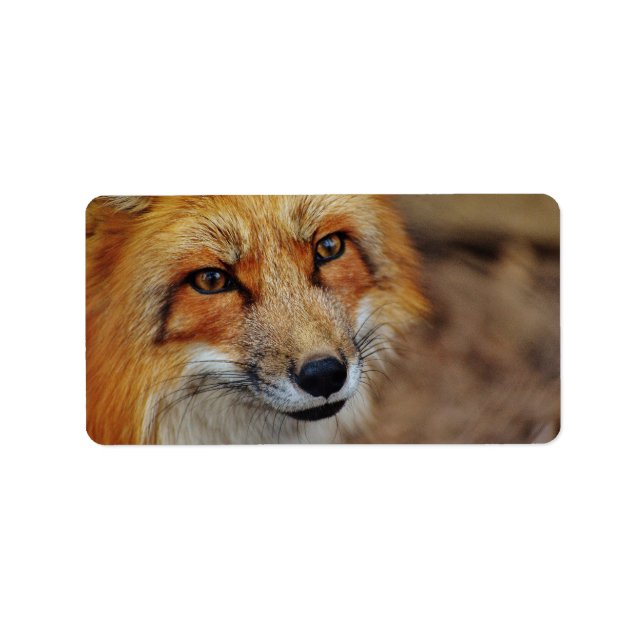 Étiquette Sly Fox (Devant)