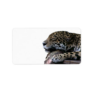 Étiquette Sommeil Jaguar aucun arrière - plan