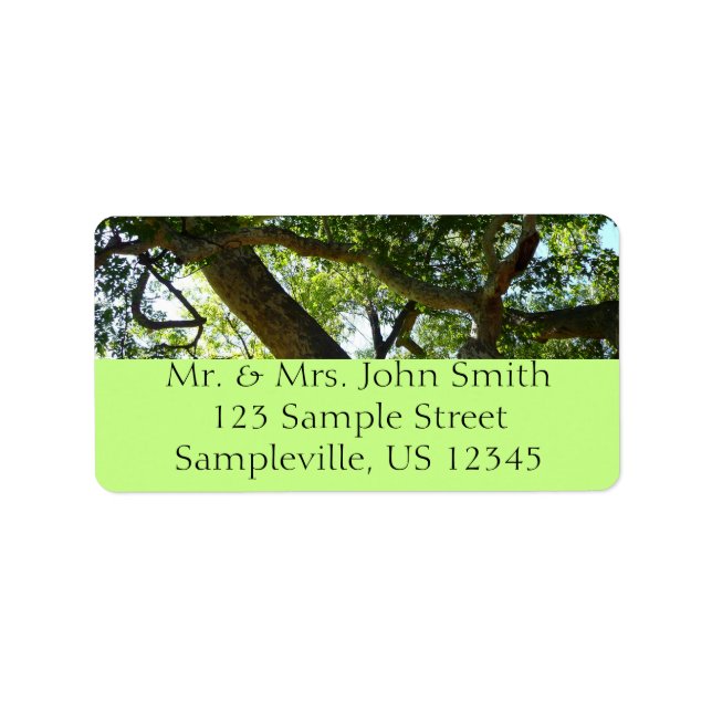 Étiquette Sycamore Tree Nature verte (Devant)