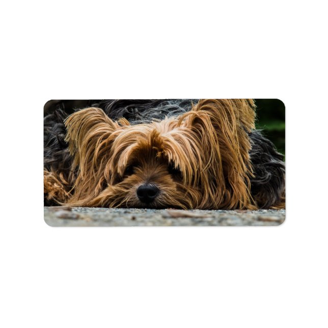 Étiquette Triste petite Yorkie (Devant)