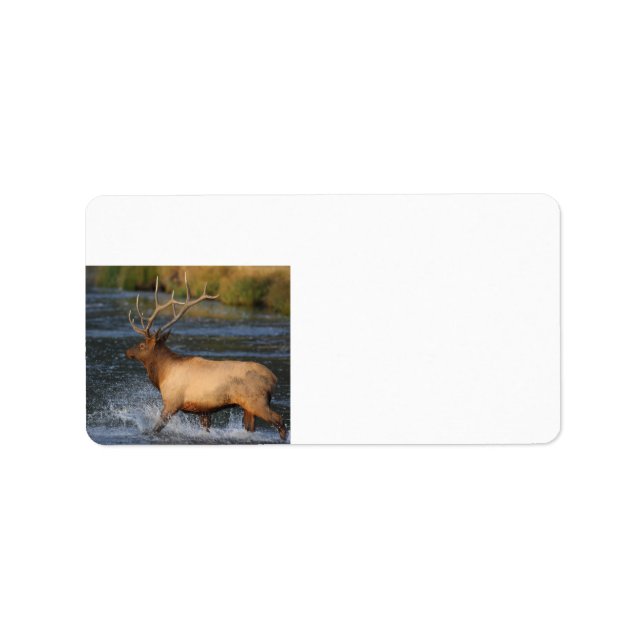 Étiquette wapiti éclaboussant dans l'eau (Devant)