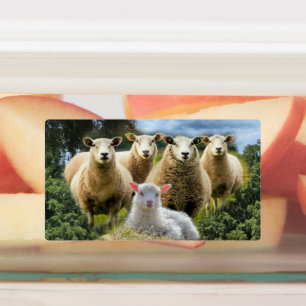 Étiquettes Bébé agneau mouton troupeau troupeau troupeau