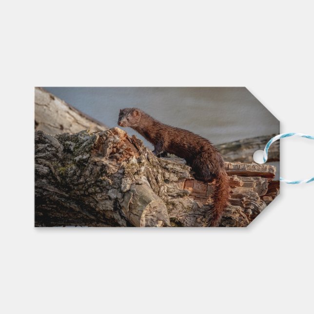 Étiquettes-cadeau American Mink (Devant (Horizontal))