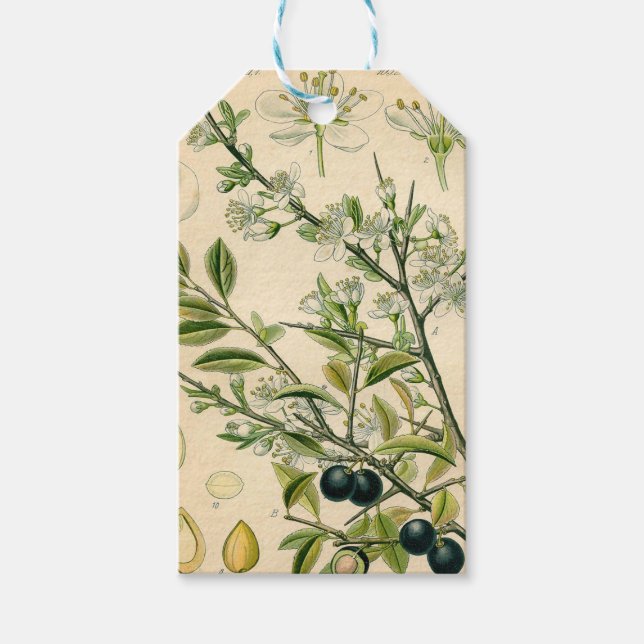 Étiquettes-cadeau Antique Blackthorn Botanique Imprimé Fleur Berry (Devant)