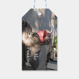 Étiquettes-cadeau Balise cadeau de Pitbull souriant