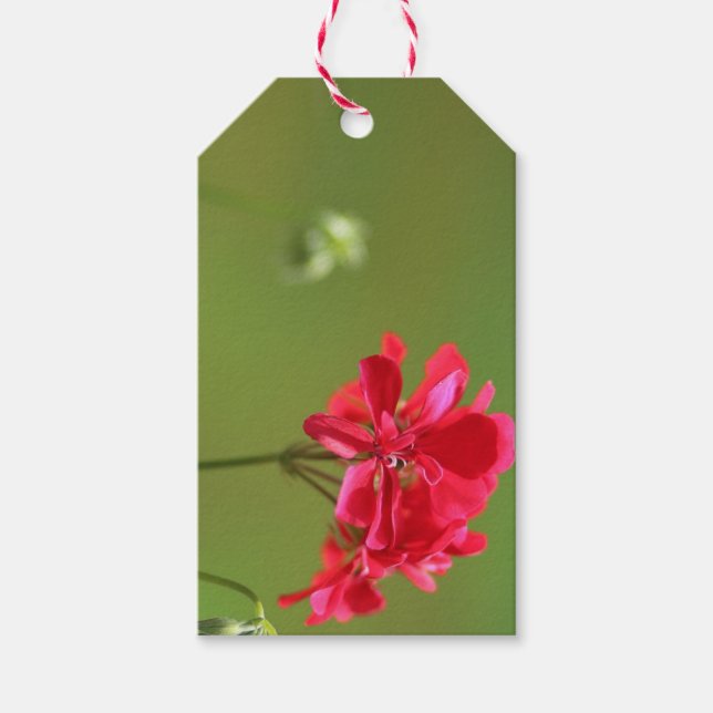 Étiquettes-cadeau Balise cadeau modifiable de géranium rose clair (Devant)
