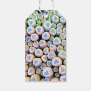 Étiquettes-cadeau Bébé orteils Succulent Tags cadeaux