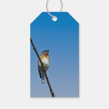Bluebird sur la branche