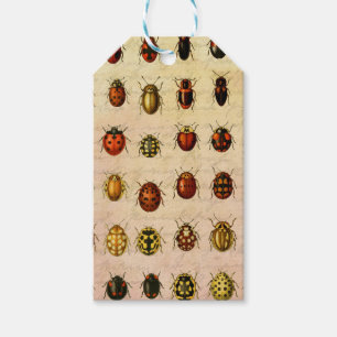 Étiquettes-cadeau Bug d'insectes coccinelle de coccinelle