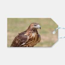 Buse à queue rouge dans la vallée de l'Hudson