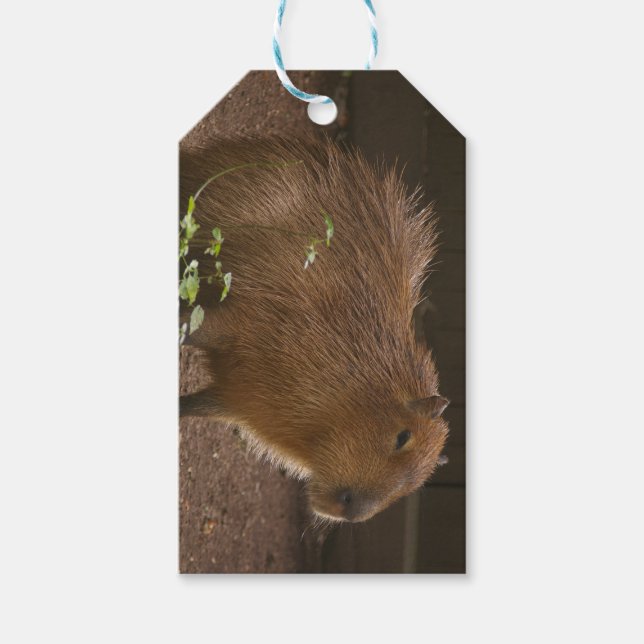 Étiquettes-cadeau Capybara (Devant)