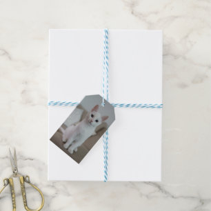 Étiquettes-cadeau chat blanc   Zazzle_Growshop.