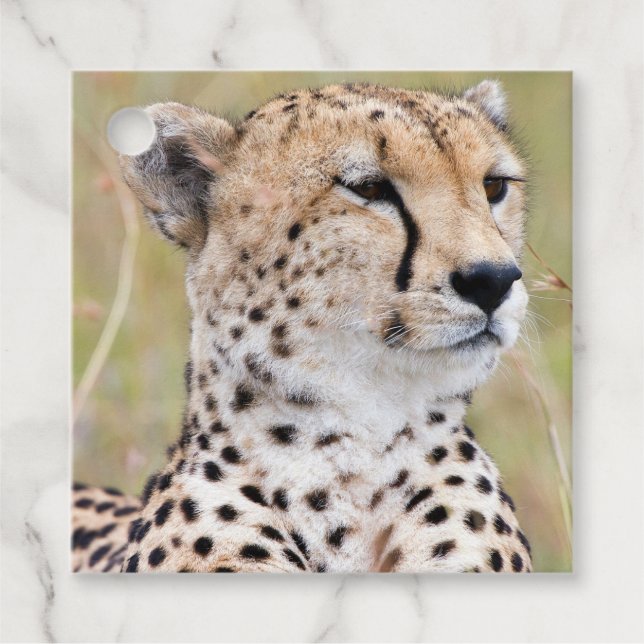 Étiquettes Cadeau Cheetah (Devant)