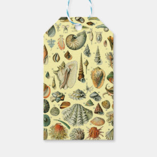 Étiquettes-cadeau Coquillages de coquillages Mollusk Clam Élégant Ar