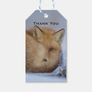 Étiquettes-cadeau Cute Little Fox Curling Up Winter Photo Merci