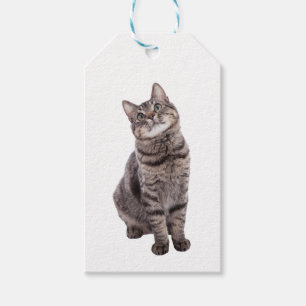 Étiquettes-cadeau Cute tabby Chat